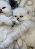 Female Persian X Ragdoll Kitten