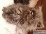 Persian X Siberian Female Kittens