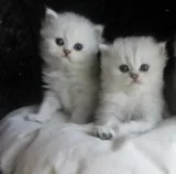 Persin Kittens