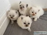 Beautiful Bluesilver Persian One Boy Left