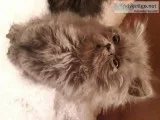 Beautiful Blue Grand Champion Persian Lines