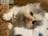 Adorable Rare Blue-eyed White Persian Kitten (f)