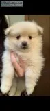Pomeranian puppies