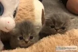 all Soldbeautiful Chinchilla Persian Kittens