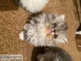 Persian Cross Kittens