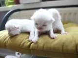 Persian Blue Eyes Withe Long Hair