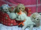 Toy poodle