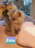 2 Beutiful Male Persian Kittens For Sale