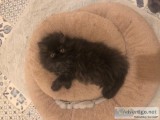 Beautiful Persian Babies
