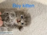 2 Beutiful Male Persian Kittens For Sale