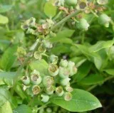 Purchase Vaccinium Northland Blueberry Plant - 3 Gallon