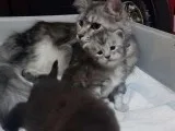 Gccf Registered Maine Coon Kittens For Sale