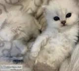 Silver Tipped Chinchilla Persian Kittens