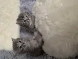 Maine Coon X Ragdoll 4 Weeks Old