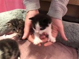 All Reserved Polydactyl Maine Coon X Kittens