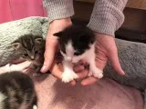 All Reserved Polydactyl Maine Coon X Kittens