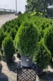 Buy Thuja Smargd Arborvitae Tree - 3 Gallon Pot Online