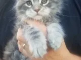 Maine Coon Kittens