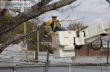 Tree Service Fredericksburg