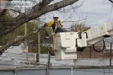 Tree Service Fredericksburg