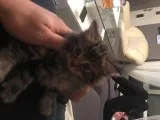 Last Gccf Reg. Maine Coon Girl 4 Sale