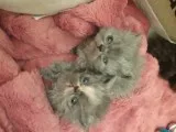 A Unique Persian Cat With Two Different Eye Color