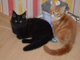 Maine Coon Kittens