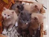 Maine Coon Kittens