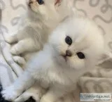 Beautiful Open Dolly Face Full Persian Kittens