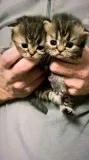 Beautiful Persian X Kittens For Sale