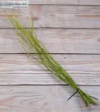 Buy Yellow Twig Dogwood Decorative Accents Online