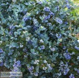 Buy Vaccinium Pink Icing Blueberry Plant - 2 Gallon Pot