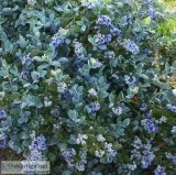 Buy Vaccinium Pink Icing Blueberry Plant - 2 Gallon Pot