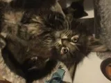 Two Beautiful Maine Coon Kittens For Sale