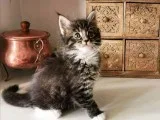 Genuine Registered Maine Coon - Cream Male Kitten