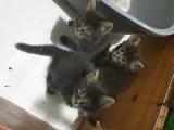 Maine Coon Girl And Boys For Reservation