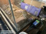 Two 1 yo Bearded Dragons w Terrarium