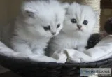 Extreme Faced  Peke Faced Blue Persian Kittens