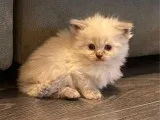 Persian Kittens