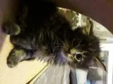 Maine Coon Kittens Available