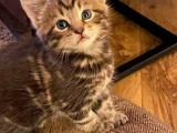 Maine Coon Kittens