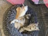 Persian Chinchilla Kittens