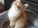 Adorable Main Coon Boy