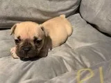 Frenchy Pups Ready To Leave Now