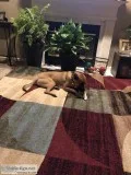 Re home needed Dog