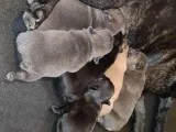 French Bulldog Puppies
