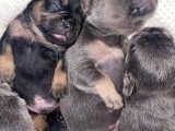 Stunning Litter Of 8 French Bulldogs