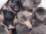 Stunning Litter Of 8 French Bulldogs
