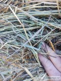 Alfalfa-Grass Mix Small Squares for Sale