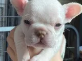 Kc Registered French Bulldog Puppies For Sale